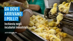 Da dove arrivano i polli? | Un’inchiesta di Animal Equality
