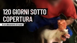 120 giorni sotto copertura in un allevamento di maiali