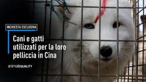 Cani e gatti utilizzati per la fabbricazione di borse, giocattoli ed indumenti in Cina