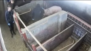 Telecamere nascoste rivelano violenza e abusi sui maiali in un allevamento intensivo