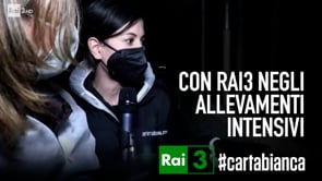 I nostri investigatori con Rai 3 negli allevamenti intensivi di maiali e polli