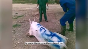 I maltrattatori dell’allevamento Escobar sotto processo