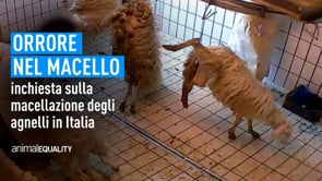 Agnelli macellati senza stordimento in Italia | Un’inchiesta di Animal Equality