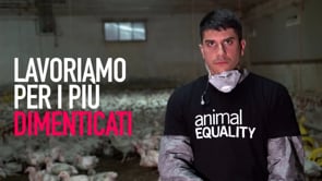 57.000 MORTI OGNI ORA: la tragedia dei polli in Italia