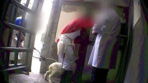 La sofferenza degli agnelli e dei capretti | Animal Equality