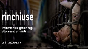 Rinchiuse: la vita in gabbia nell’industria della carne | Un’inchiesta di Animal Equality