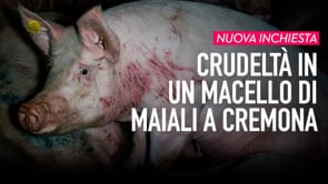 Dentro il macello di maiali a Cremona | Un’inchiesta di Animal Equality