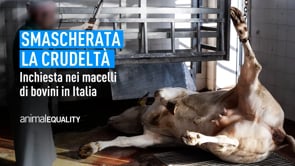 Macelli di bovini in Italia: smascherata la crudeltà