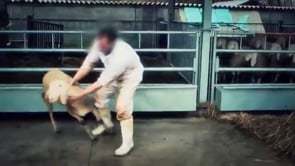 La crudeltà della macellazione rituale | Un’investigazione di Animal Equality
