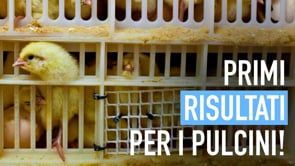 Pulcini maschi negli incubatoi: primi risultati, sì di Coop alla campagna di Animal Equality
