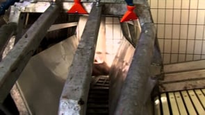 La verità sulla carne di maiale – Un’investigazione di Animal Equality