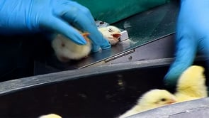 Da dove arriva la carne di pollo: dagli incubatoi al macello | Un’inchiesta di Animal Equality
