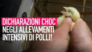 Allevamenti intensivi: dichiarazioni scioccanti dei lavoratori