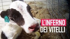 L’inferno dei vitelli negli allevamenti