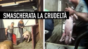 Grida nel silenzio, le verità degli allevamenti di maiali | Un’inchiesta di Animal Equality