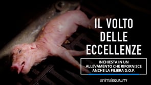 In un allevamento di maiali che rifornisce anche consorzi D.O.P | Un’inchiesta di Animal Equality