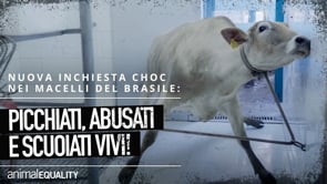 Inchiesta nei macelli in Brasile, da dove arriva anche carne venduta in Italia
