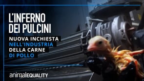 Crudeltà negli incubatoi industriali di pollo | Un’inchiesta di Animal Equality