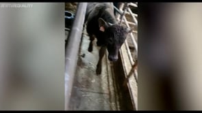 Vitelli uccisi dopo mesi in mezzo al mare, video esclusivo dalla nave