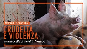 Crudeltà e violenza in un macello di maiali in Messico | Un’inchiesta di Animal Equality
