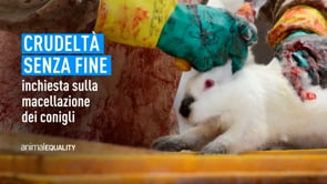 Crudeltà senza fine: la macellazione dei conigli | Un’inchiesta di Animal Equality