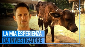 Dentro i macelli e gli allevamenti in India | Un’inchiesta di Animal Equality