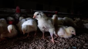 “Buttati Via”: indagine sull’orrore degli allevamenti di polli in Germania