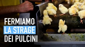 Fermiamo l’uccisione dei pulcini maschi negli incubatoi industriali