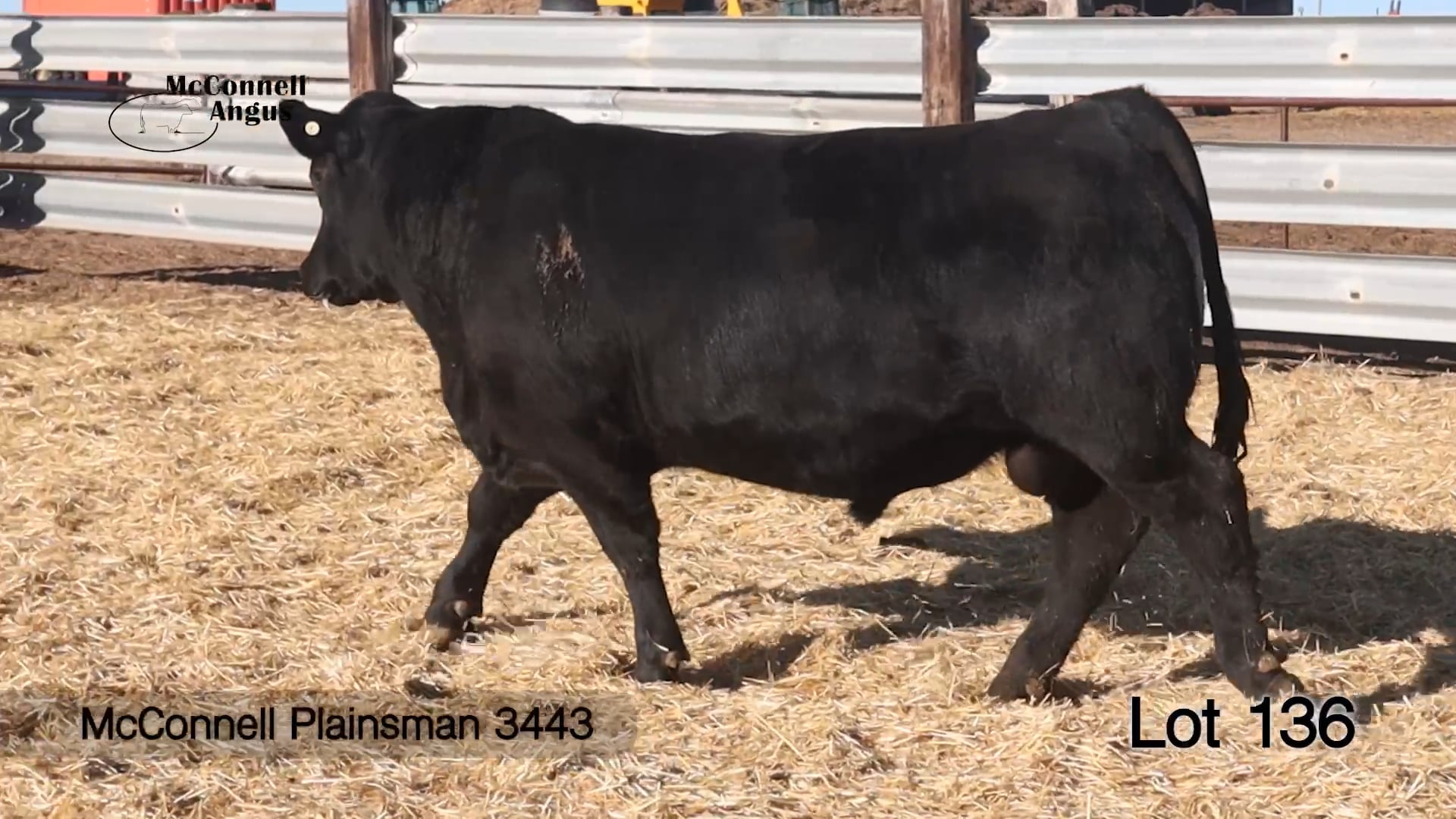 Lot 136 McConnell Plainsman 3443