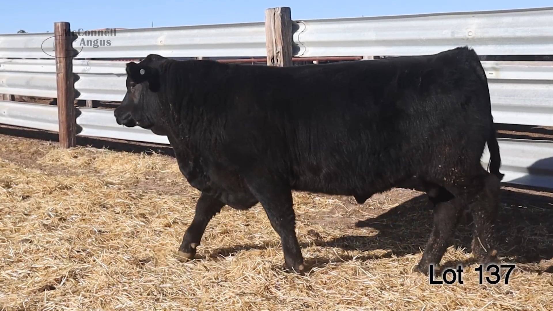 Lot 137 McConnell Plainsman 3309