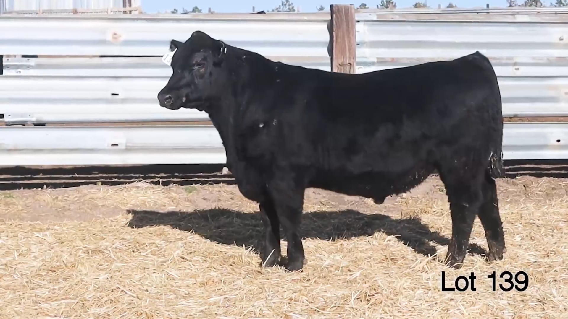 Lot 139 McConnell Plainsman 3985