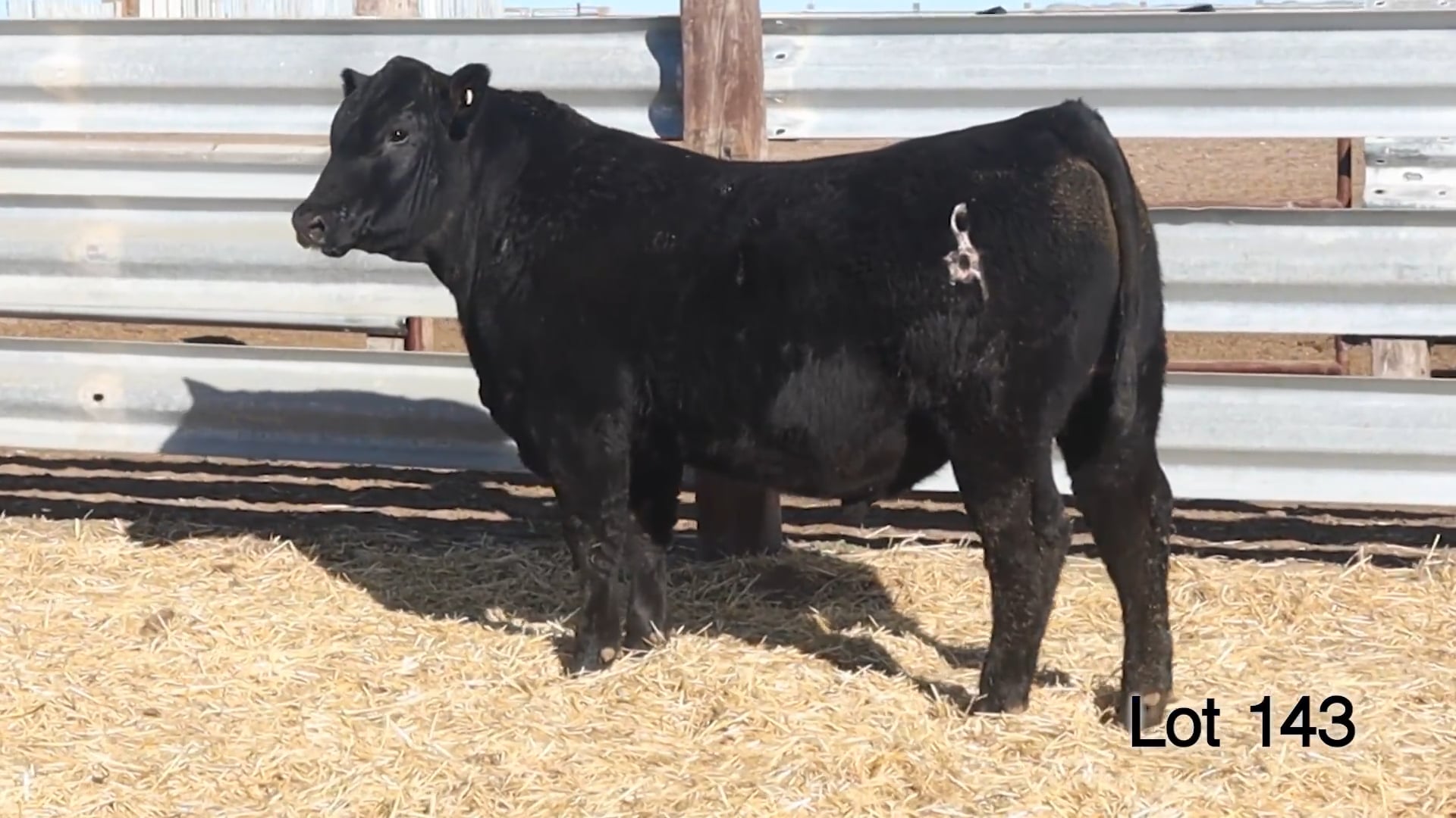 Lot 143 McConnell Plainsman 3465