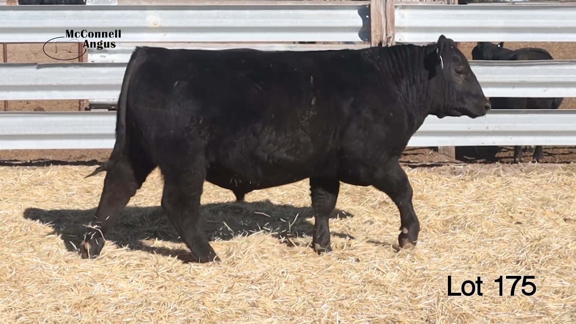 Lot 175 McConnell Charm 3229