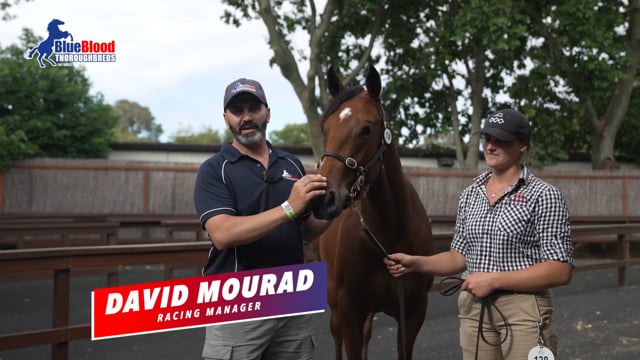 David Mourad talks about the Snitzel x All That Jazz Filly