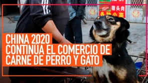 CHINA 2020: El cruel comercio de carne de perro y gato continúa