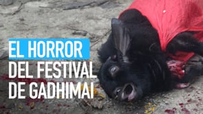Festival de Gadhimai: El horror de un nuevo sacrificio ritual en Nepal