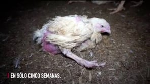 Maltrato animal en el mayor productor de carne de pollo de Inglaterra