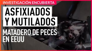 Investigación encubierta. Extremo sufrimiento en matadero de peces.