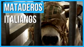 El horror de los MATADEROS ITALIANOS