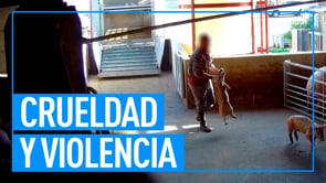 Crueldad y violencia sistemática en cárnica líder en Italia