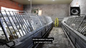 Graban patos y gansos alimentados a la fuerza
