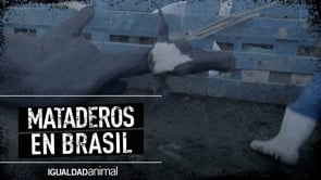 SACRIFICADOS estando CONSCIENTES | INVESTIGACIÓN en MATADEROS de BRASIL