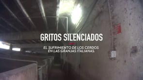 – Investigación en granjas de cerdos de Italia