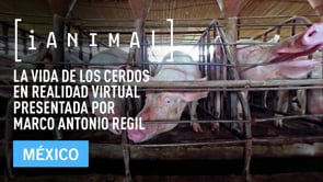 iAnimal – La vida de los cerdos en realidad virtual presentada por Marco Antonio Regil