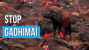 SACRIFICIO ANIMAL Gadhimai