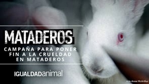 El MALTRATO ANIMAL en los MATADEROS españoles