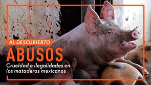 MATADERO DE CERDOS | MALTRATO ANIMAL EXPUESTO POR IGUALDAD ANIMAL