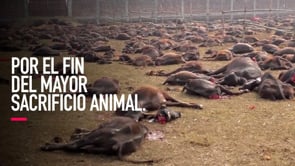 El final del mayor sacrificio animal está cerca