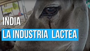 Deadly Dairy I LA REALIDAD DE LAS VACAS EN LA INDIA