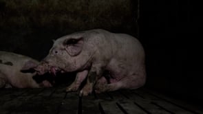 El Secreto de El Pozo | Igualdad Animal y SALVADOS desvelan el mayor escándalo cárnico en España